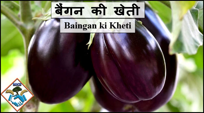 baingan ki kheti