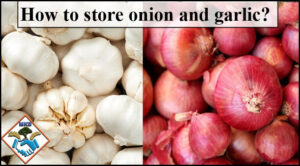 how to store onion and garlic