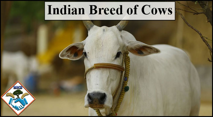 Indian breed of cows