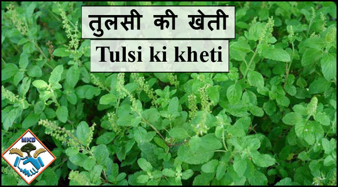 Tulsi ki kheti