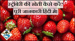 strawberry ki kheti