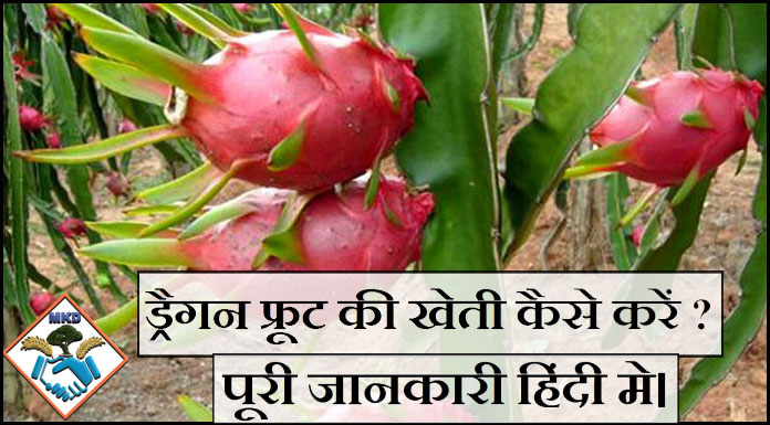 Dragon Fruit Farming