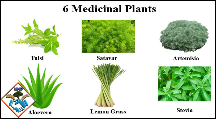 Medicinal Plants