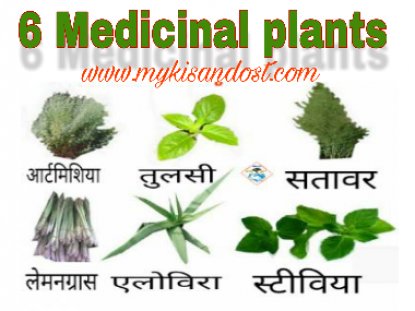 medicinal plants