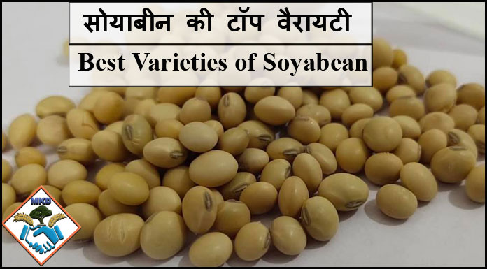 best varieties of soyabean