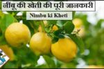 Nimbu Ki Kheti नींबू की खेती की पूरी जानकारी