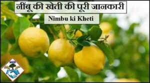 nimbu ki kheti ki jaankari