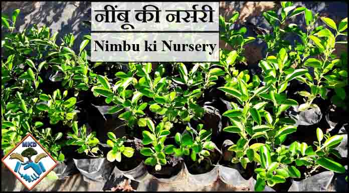 nimbu ki nursery