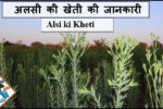 Alsi Ki Kheti अलसी की खेती की जानकारी