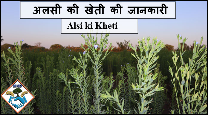 alsi ki kheti