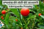 Ashwagandha Farming अश्वगंधा की खेती की जानकारी 