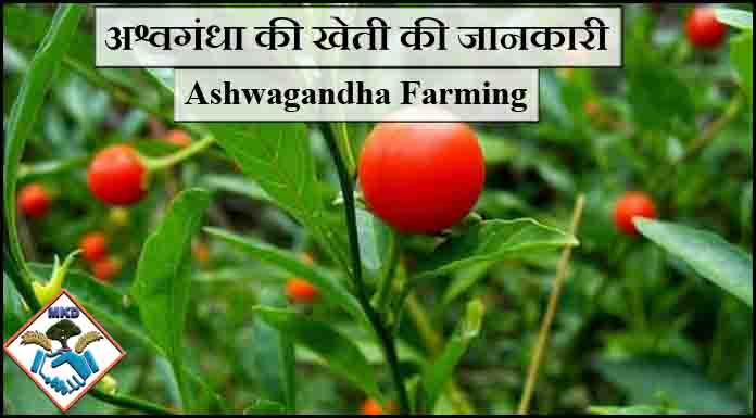 Ashwagandha Farming