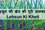 लहसुन की खेती Lehsun Ki Kheti