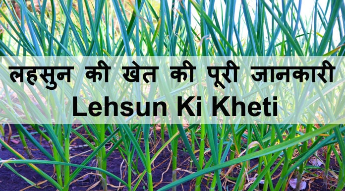 lehsun ki kheti