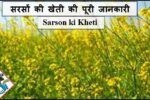   सरसों की खेती की पूरी जानकारी Sarson Ki Kheti