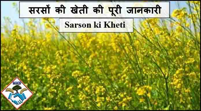 sarson ki kheti